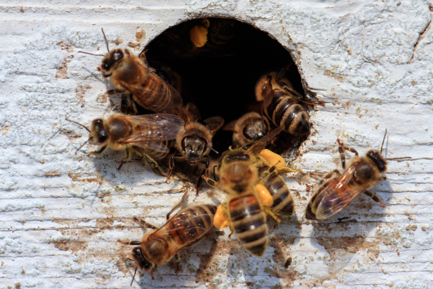 how-do-you-identify-a-wasp-nest-and-why-should-you-be-careful-time-news